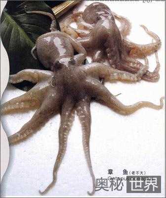 动物界里千奇百怪的生育方式544 / 作者:UFO来啦 / 帖子ID:62427