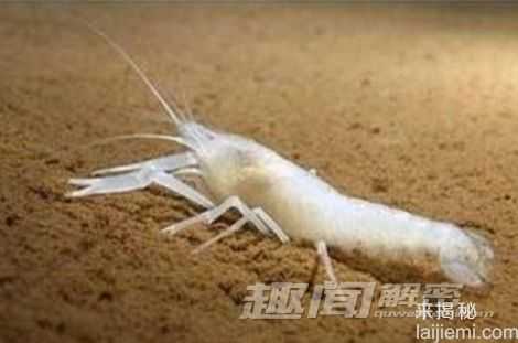 生命的奇迹：八大无眼睛的逆天动物279 / 作者:UFO来啦 / 帖子ID:64957