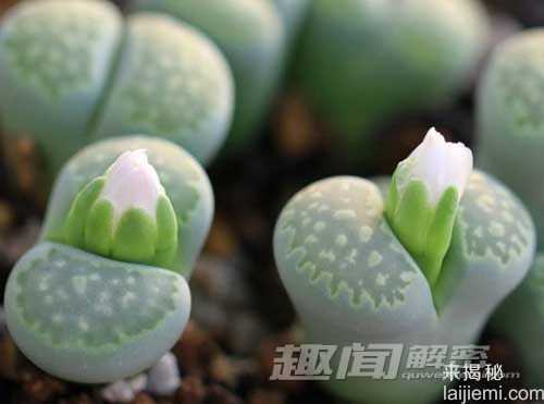 揭植物会动的秘密 仙人掌竟会随风“走动”？228 / 作者:UFO来啦 / 帖子ID:63933