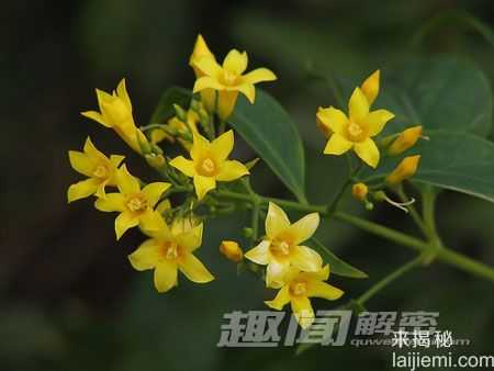 解密:古代毒药之一的断肠草到底为何物698 / 作者:UFO来啦 / 帖子ID:65788 解密:古代毒药之一的断肠草到底为何物698 / 作者:UFO来啦 / 帖子ID:65788