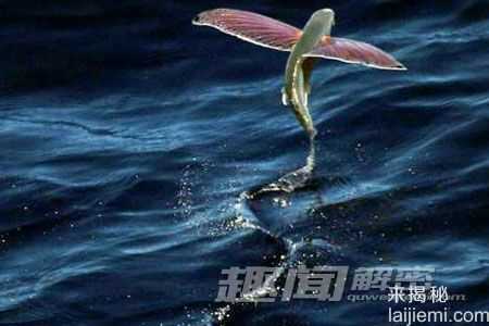 俄罗斯“神秘飞蛇”或致人死亡？230 / 作者:UFO来啦 / 帖子ID:62152