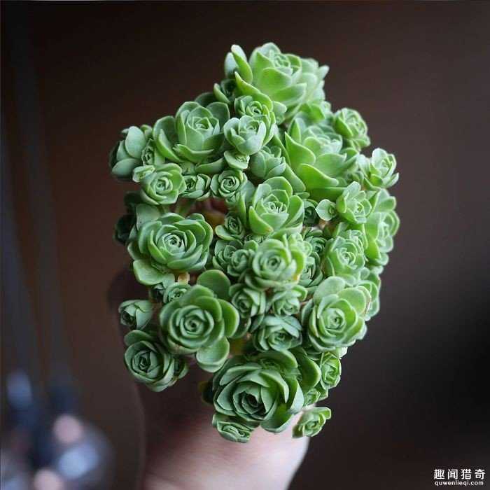 贝儿城堡里的绿玫瑰　娇贵真身竟是多肉植物606 / 作者:UFO爱好者 / 帖子ID:66900