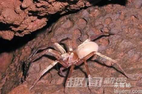 生命的奇迹：八大无眼睛的逆天动物359 / 作者:UFO来啦 / 帖子ID:64957