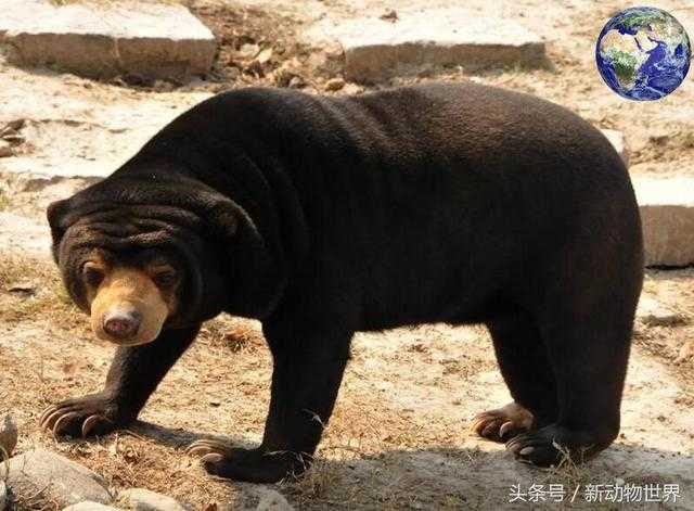 熊科动物实力战斗力排名，大熊猫原来并不弱956 / 作者:UFO来啦 / 帖子ID:64814