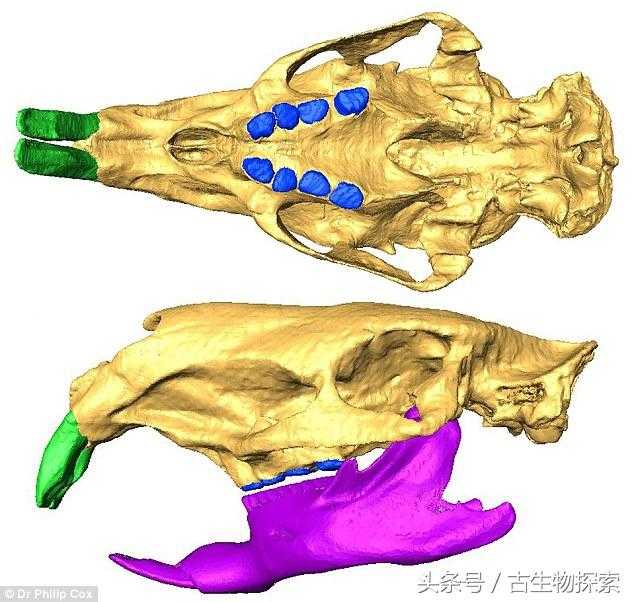 南美史前巨鼠 -- 像牛一样大940 / 作者:UFO来啦 / 帖子ID:62558