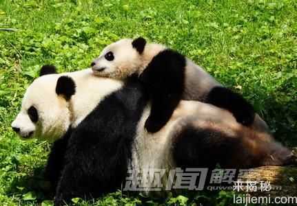 身价是大熊猫20倍！世界最贵动物盘点876 / 作者:UFO来啦 / 帖子ID:65869
