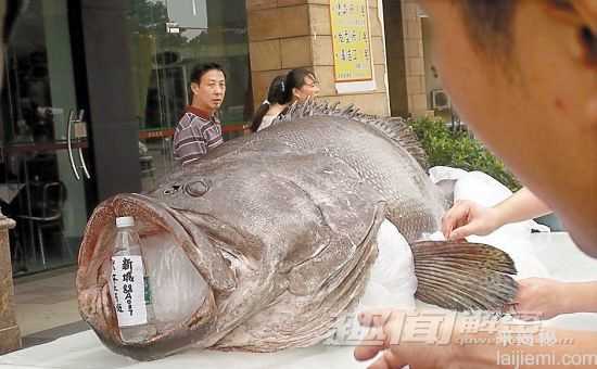 千奇百怪的巨型生物：巨型牛蛙吞食活老鼠873 / 作者:UFO来啦 / 帖子ID:62555