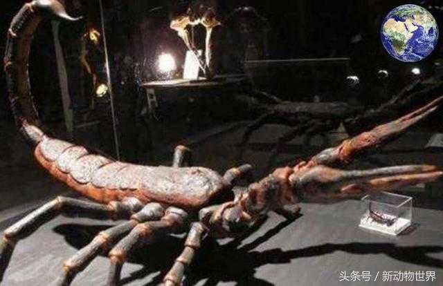 地球上最顽强的生物，四亿多年前开始出现如今进化出1700多种823 / 作者:UFO外星人爱好者 / 帖子ID:60307