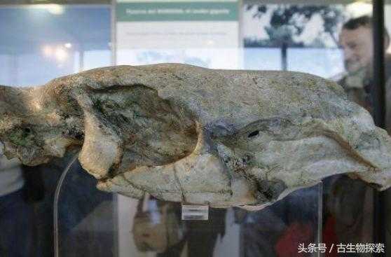 南美史前巨鼠 -- 像牛一样大861 / 作者:UFO来啦 / 帖子ID:62558