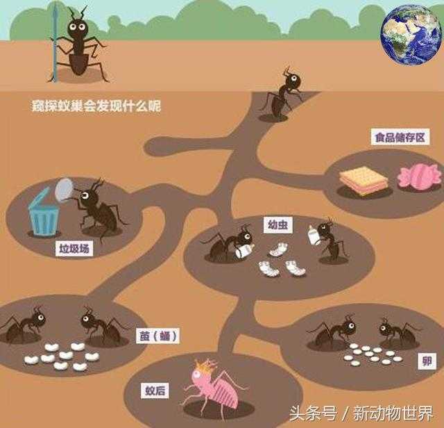 蚂蚁的巢穴到底有多复杂？超乎你的想象10 / 作者:UFO来啦 / 帖子ID:65715
