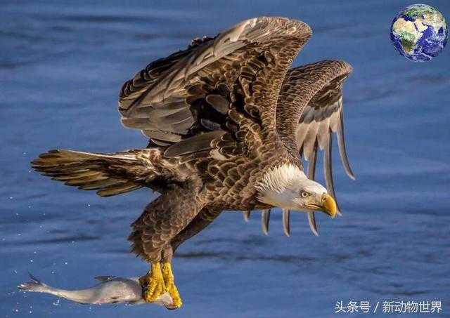 鹰和雕的区别，你分得清吗？952 / 作者:UFO外星人爱好者 / 帖子ID:60154