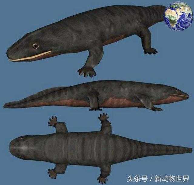 陆地动物是怎样从海洋动物进化过来的？海纳螈或许就是中间形态109 / 作者:UFO外星人爱好者 / 帖子ID:60560