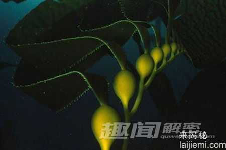 令人震撼：海洋中十大诡异的动物群像621 / 作者:UFO来啦 / 帖子ID:62044