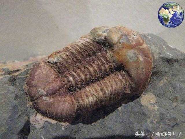 这种动物活了3亿年，最终还是灭绝235 / 作者:UFO外星人爱好者 / 帖子ID:60457