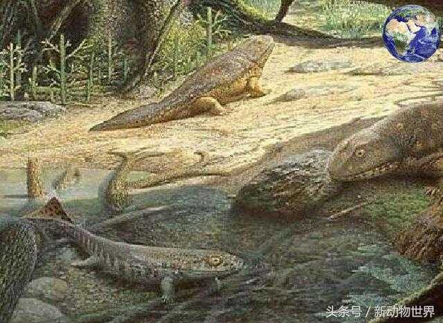陆地动物是怎样从海洋动物进化过来的？海纳螈或许就是中间形态504 / 作者:UFO外星人爱好者 / 帖子ID:60560