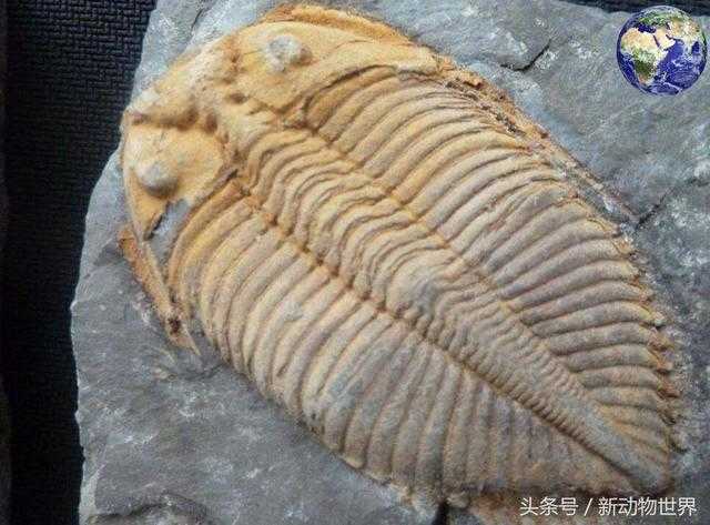 这种动物活了3亿年，最终还是灭绝592 / 作者:UFO外星人爱好者 / 帖子ID:60457