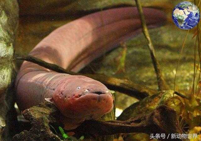 电鳗为什么会放电？电鳗能电死人吗？478 / 作者:UFO来啦 / 帖子ID:64976