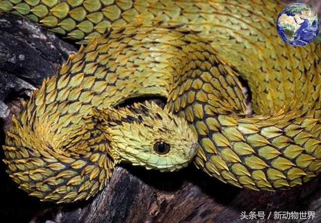 世界上长得最像龙的一种蛇 - 树蝰，光是那一身鳞片就够霸气的643 / 作者:UFO来啦 / 帖子ID:61704