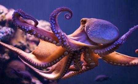 章鱼为什么聪明？拥有3个心脏、9个大脑510 / 作者:UFO外星人爱好者 / 帖子ID:58645