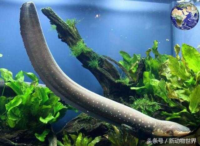 电鳗为什么会放电？电鳗能电死人吗？278 / 作者:UFO来啦 / 帖子ID:64976