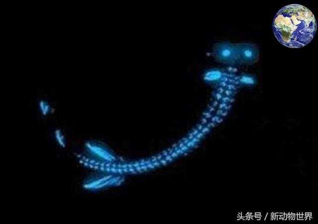 雪茄达摩鲨：一种会发光的鲨鱼，体型很小但可以杀死鲸鱼881 / 作者:UFO来啦 / 帖子ID:66090
