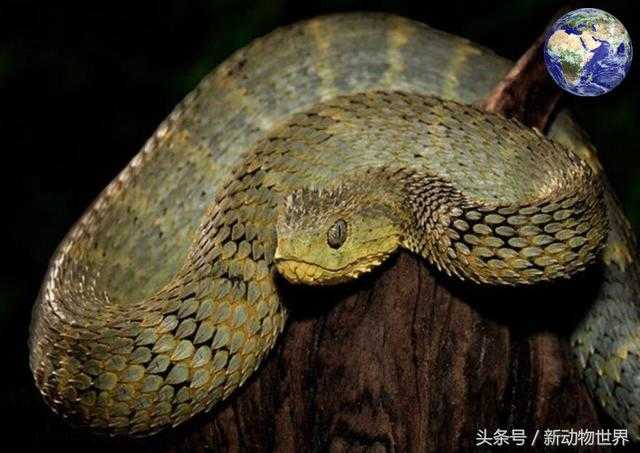 世界上长得最像龙的一种蛇 - 树蝰，光是那一身鳞片就够霸气的0 / 作者:UFO来啦 / 帖子ID:61704