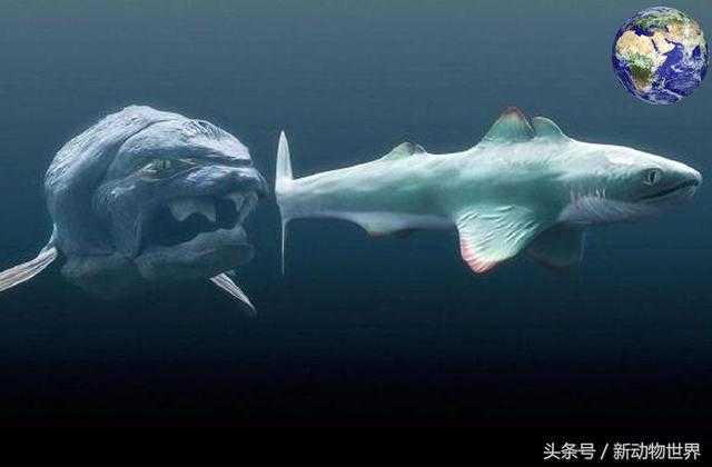 邓氏鱼：一口可将鲨鱼拦腰截断，被称钢铁粉碎机877 / 作者:UFO外星人爱好者 / 帖子ID:60558