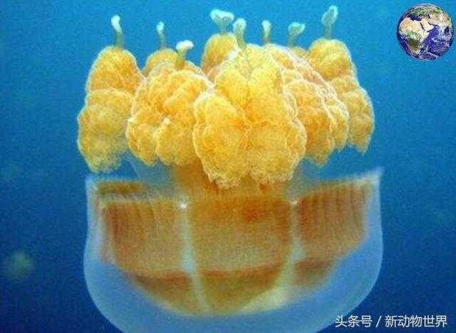 黄金水母 -- 漂浮在海里的黄金74 / 作者:UFO外星人爱好者 / 帖子ID:60393