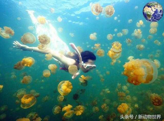 黄金水母 -- 漂浮在海里的黄金438 / 作者:UFO外星人爱好者 / 帖子ID:60393