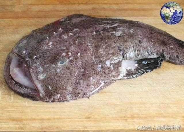 鮟鱇鱼：长得丑但味道鲜美，股神巴菲特最爱597 / 作者:UFO来啦 / 帖子ID:66226
