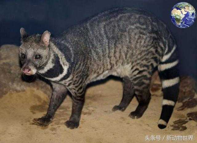 兼有狗的体型和猫的灵敏，大灵猫曾纵横半个亚洲749 / 作者:UFO来啦 / 帖子ID:62302