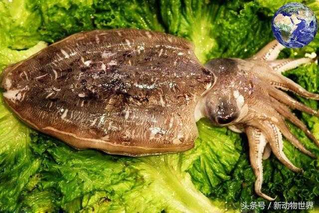 乌贼和章鱼和鱿鱼的区别952 / 作者:UFO外星人爱好者 / 帖子ID:60398
