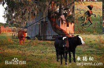 美国发现吸血不吃肉的狗，科学家怀疑是卓柏卡布拉839 / 作者:UFO来啦 / 帖子ID:65504