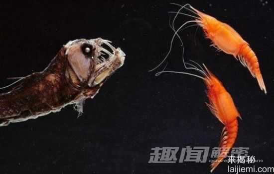 盘点：比史前恐龙还要珍贵的神奇动物17 / 作者:UFO来啦 / 帖子ID:65234