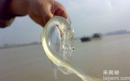 神奇的透明鱼 黄河发现透明鱼203 / 作者:UFO来啦 / 帖子ID:65289
