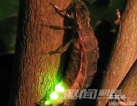 盘点全球十大会发光的奇妙生物502 / 作者:UFO来啦 / 帖子ID:65097