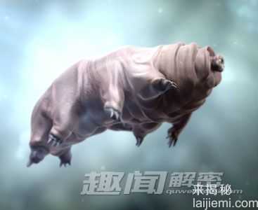 惊奇：外太空环境都杀不死的水熊447 / 作者:UFO来啦 / 帖子ID:63820