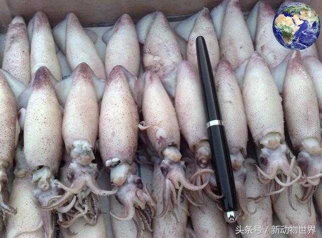 乌贼和章鱼和鱿鱼的区别573 / 作者:UFO外星人爱好者 / 帖子ID:60398