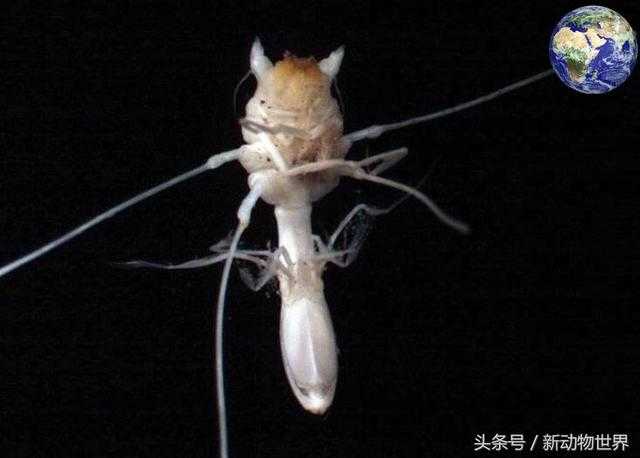 世界上最神奇的虾，在沸腾的热水中才能存活884 / 作者:UFO外星人爱好者 / 帖子ID:60386