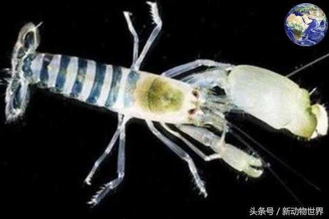 世界上最神奇的虾，在沸腾的热水中才能存活407 / 作者:UFO外星人爱好者 / 帖子ID:60386