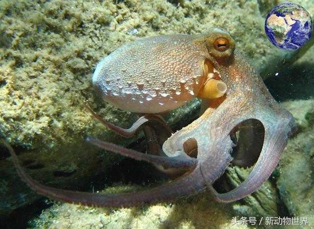 乌贼和章鱼和鱿鱼的区别199 / 作者:UFO外星人爱好者 / 帖子ID:60398