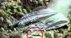登月第一人临终前曝UFO惊天真相116 / 作者:UFO外星人爱好者 / 帖子ID:57251