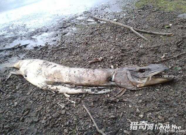 神秘生物长锋利牙齿似水怪686 / 作者:UFO爱好者 / 帖子ID:66744
