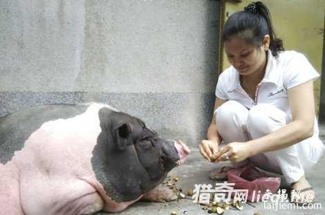 女子买小香猪，竟然长到200斤281 / 作者:UFO外星人爱好者 / 帖子ID:59340
