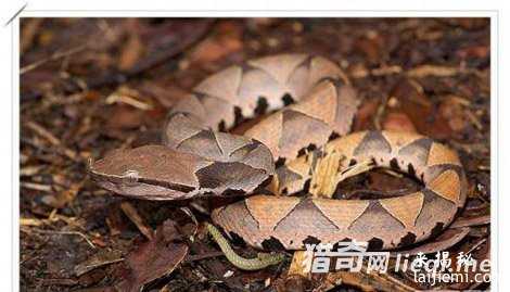 中国最毒的蛇:眼镜王蛇只能排第三488 / 作者:UFO来啦 / 帖子ID:61789 中国最毒的蛇:眼镜王蛇只能排第三488 / 作者:UFO来啦 / 帖子ID:61789