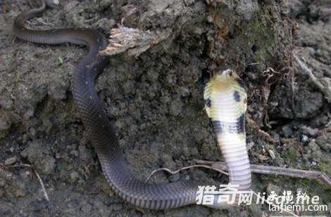 中国最毒的蛇:眼镜王蛇只能排第三927 / 作者:UFO来啦 / 帖子ID:61789 中国最毒的蛇:眼镜王蛇只能排第三927 / 作者:UFO来啦 / 帖子ID:61789