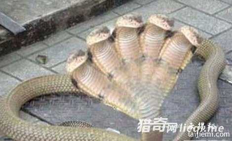 中国最毒的蛇:眼镜王蛇只能排第三826 / 作者:UFO来啦 / 帖子ID:61789 中国最毒的蛇:眼镜王蛇只能排第三826 / 作者:UFO来啦 / 帖子ID:61789