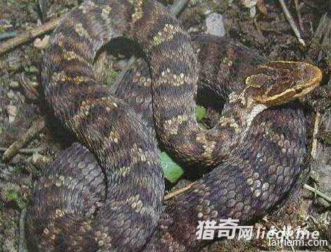中国最毒的蛇:眼镜王蛇只能排第三582 / 作者:UFO来啦 / 帖子ID:61789 中国最毒的蛇:眼镜王蛇只能排第三582 / 作者:UFO来啦 / 帖子ID:61789