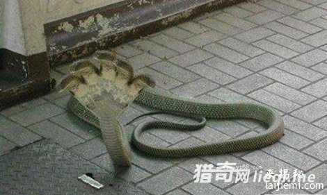 中国最毒的蛇:眼镜王蛇只能排第三741 / 作者:UFO来啦 / 帖子ID:61789 中国最毒的蛇:眼镜王蛇只能排第三741 / 作者:UFO来啦 / 帖子ID:61789