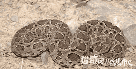 中国最毒的蛇:眼镜王蛇只能排第三951 / 作者:UFO来啦 / 帖子ID:61789 中国最毒的蛇:眼镜王蛇只能排第三951 / 作者:UFO来啦 / 帖子ID:61789